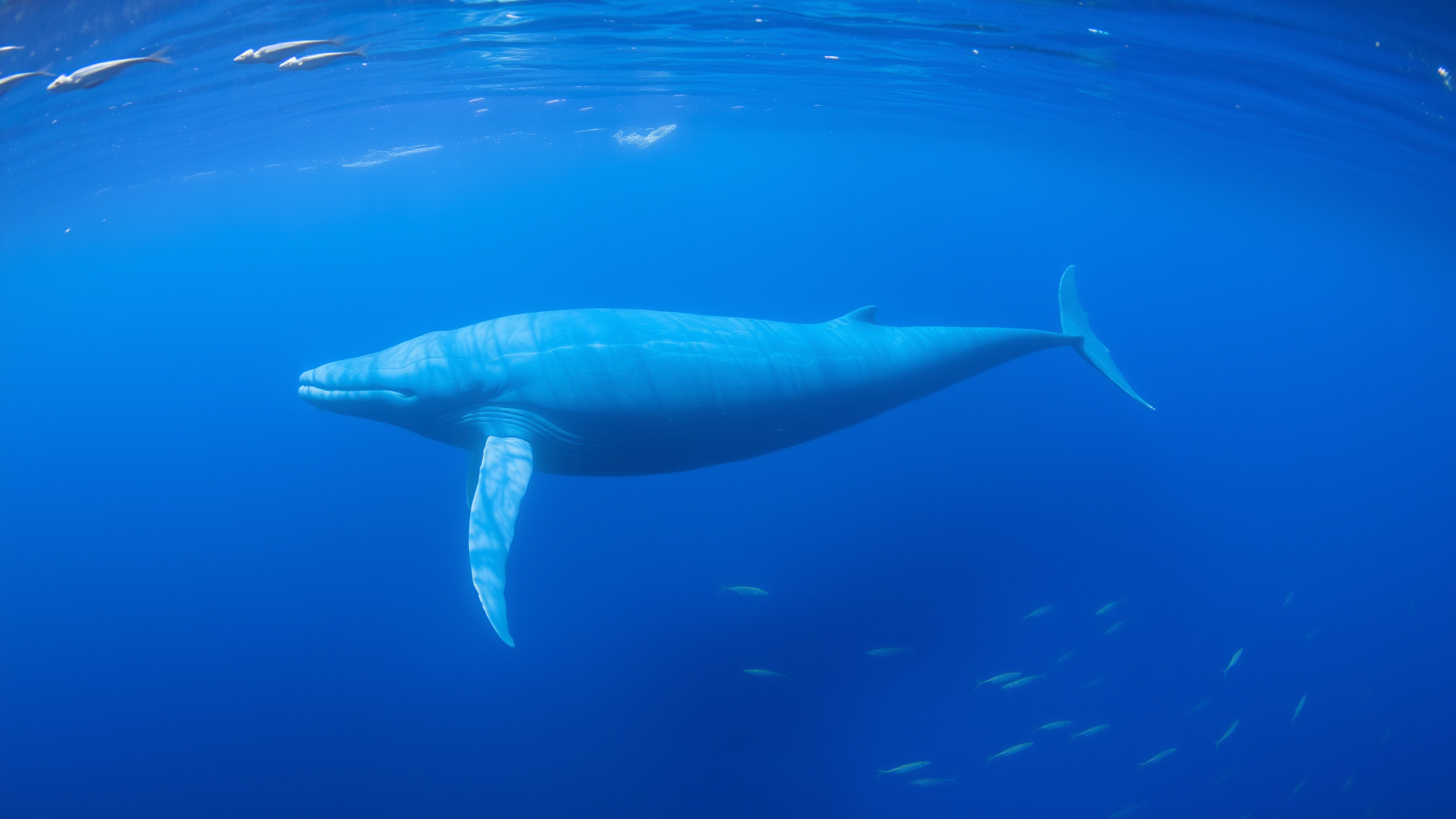 3. Blue Whale (Balaenoptera musculus)