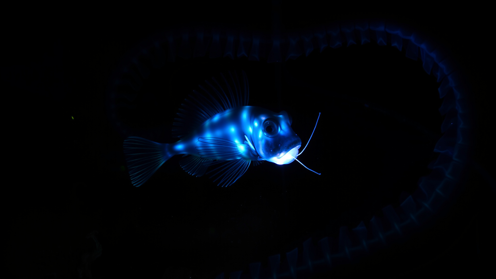 Adaptations of Deep-Sea Creatures