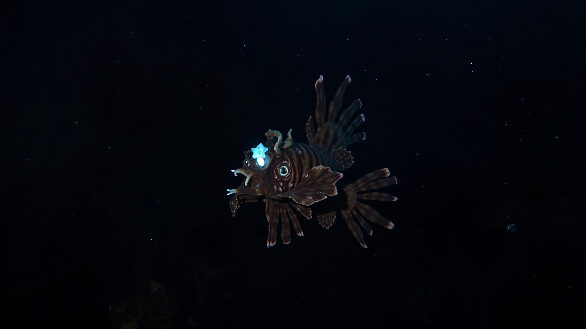 Feeding Habits and Predatory Strategies