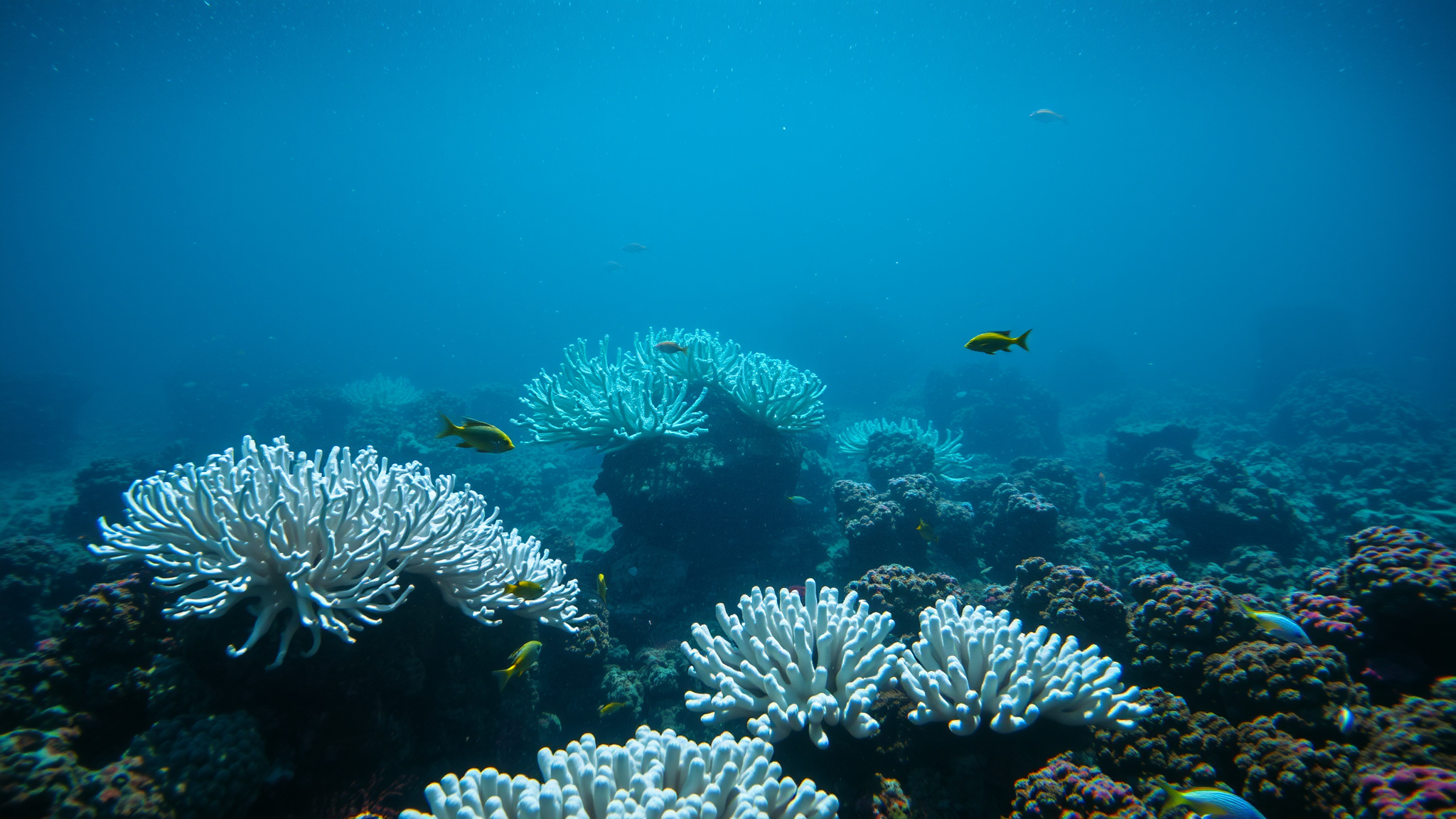 Understanding Coral Bleaching