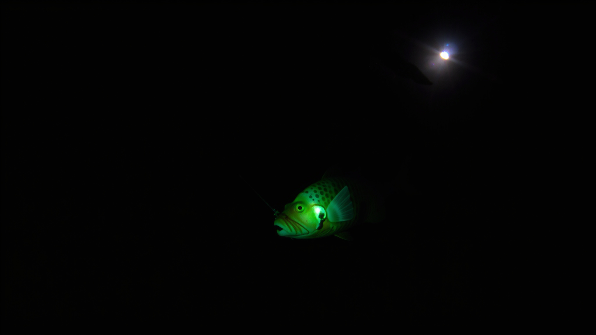 Understanding the Anglerfish